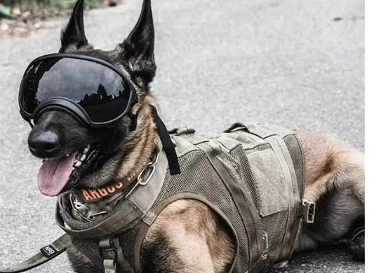 Lunettes de soleil pour chiens de moyennes et grandes races (une paire) 